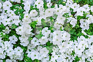 Floral background of copious quantities of white Petunia flowers