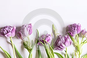 Floral background with copy space. Flowers in bloom. Close-up beautiful bouquet of  tulips. Spring concept.