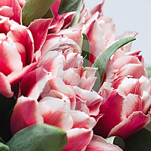 Floral background with copy space. Flowers in bloom. Close up details of  tulips. A bunch of pink tulip.Floral greeting card