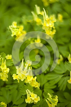 Floral background - Corydalis bracteata flowers