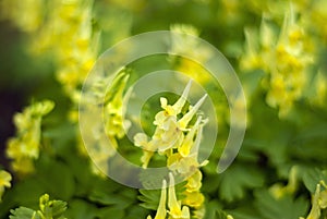Floral background - Corydalis bracteata flowers photo