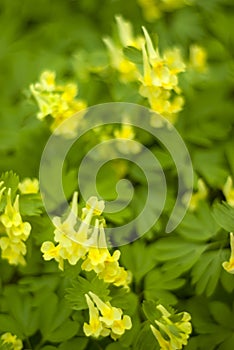 Floral background - Corydalis bracteata flowers photo