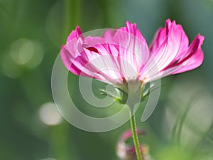 Floral background - cosmos flower - summer Stock Photos
