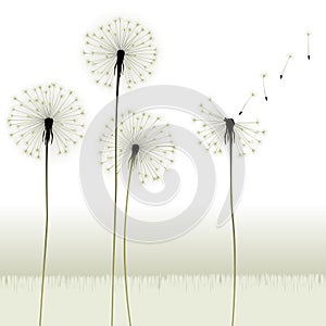 Floral background, dandelion