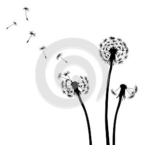 Floral background, dandelion