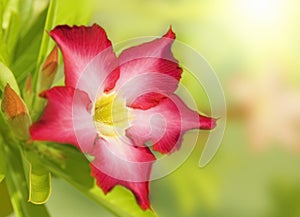 Floral background. Desert rose.