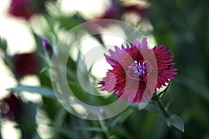 Floral background of Dianthus