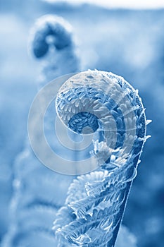 Floral background. Fern fiddlehead unfurling. Selective focus. Classic Blue trendy Color of the year 2020