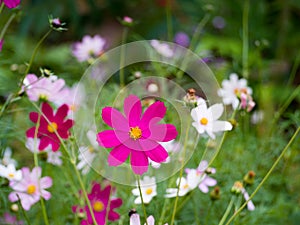 Floral background Field with colorful flowers with close-up shot of a bright fuchsia cosmos flower Deep pink Cosmos