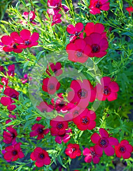 Floral background flax flowers field.flowers red flax photo