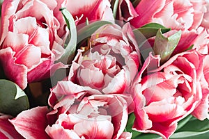 Floral background. Flowers in bloom. Close-up beautiful details of  tulips. A bunch of pink tulips. Spring concept.