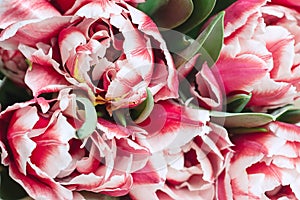 Floral background. Flowers in bloom. Close up details of tulips. A bunch of pink tulips. Spring concept. Floral greeting card.