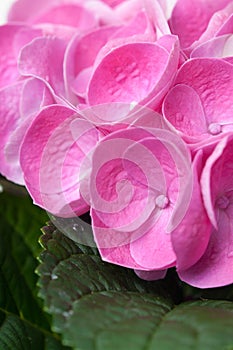 Flowers and petals of pink hydrangea