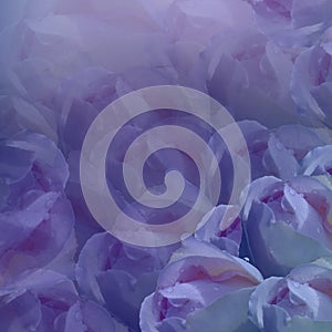 Floral background. Flowers on purple background. Light-blue flowers roses. Floral collage. Flower composition.