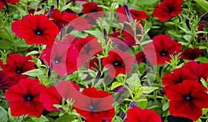 Floral background. flowers red petunia