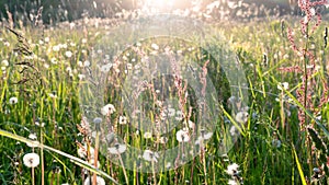 Floral background with fluffy white dandelions, herbs, wild flowers in atmospheric boho style with copy space. Sunbeams with glare