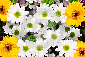 Floral background with gerbera and chrysanthemum flowers