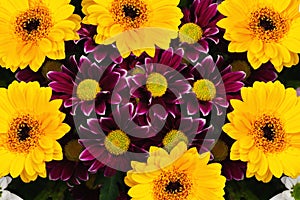 Floral background with gerbera and chrysanthemum flowers