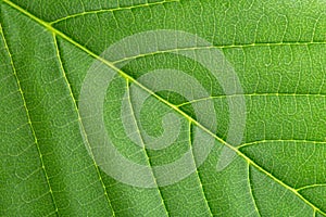 Floral background. Green leaf close up