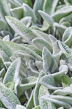 Floral background, ground cover plant fluffy leaves, Stachys woolly Stahis