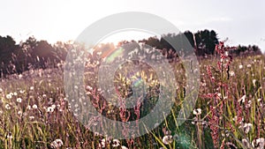 Floral background with herbs and cereals in the rays of the setting sun with highlights. Dandelion field in sun glare.