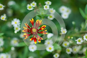 Floral background - Indian blanket flower