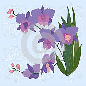 Floral background with iris.