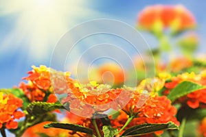 Floral background. Lantana flowers