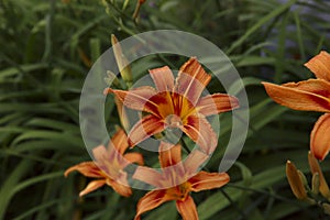 Floral background. Large orange daylily flowers on a background of green leaves in the garden.