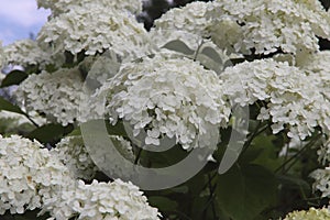 Floral background. Large white hydrangea flowers on a background of green leaves in the garden.
