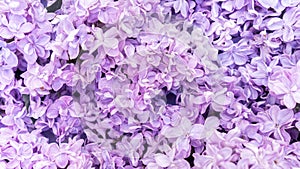 Floral background in lavender color. Lilac flowers for design template of postcards, invitations, business cards