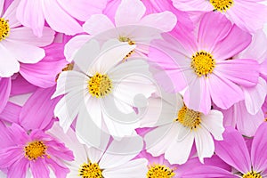 Floral background of light pink and white Cosmos flowers. Flat lay