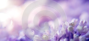 Floral background with lilac and blur. Purple flowers with bokeh. Spring Banner