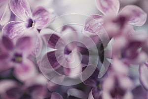 Floral background with lilac flowers