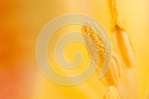 Floral background. Macro shot of the inside of a yellow tulip. Extreme tulip close up.