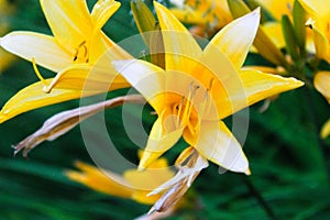 Floral background made of blooming lilies. Macro view of yellow blossom bush. Beautiful petals flower lily. Springtime and summer