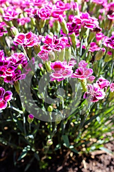 Floral background made of blooming pink garden carnation. Macro view of purple blossom bush.Small beautiful flowers.  Springtime a