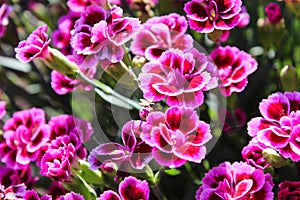 Floral background made of blooming pink garden carnation. Macro view of purple blossom bush.Small beautiful flowers.  Springtime a