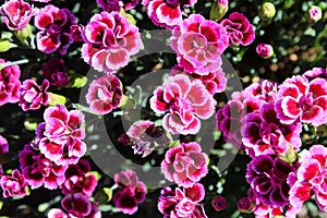 Floral background made of blooming pink garden carnation. Macro view of purple blossom bush.Small beautiful flowers.  Springtime a