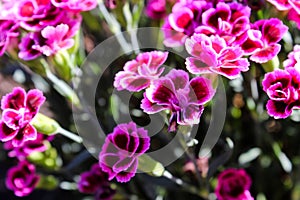 Floral background made of blooming pink garden carnation. Macro view of purple blossom bush.Small beautiful flowers.  Springtime a