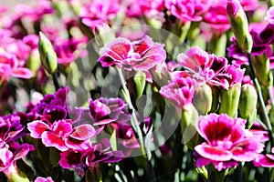 Floral background made of blooming pink garden carnation. Macro view of purple blossom bush.Small beautiful flowers.  Springtime a