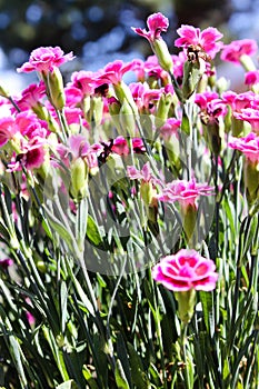 Floral background made of blooming pink garden carnation. Macro view of purple blossom bush.Small beautiful flowers.  Springtime a