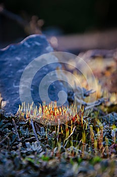Floral background of moss in stones, against the light, with sunset light