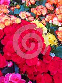 Floral background. Natural flowers of various intense colors