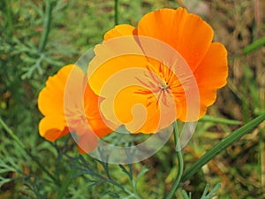 Floral background - orange California poppy flowers - summer Stock Photos