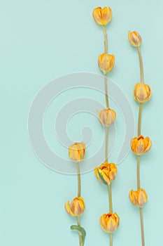 Floral background with orange tulip flowers on light blue. Flat lay, top view