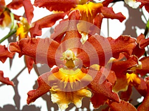 Floral background with orchid closeup