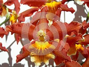 Orchidea dettagliato 