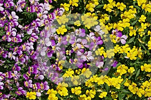 Floral background from a pansy.