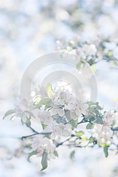 Floral background in pastel colors- white and pink apple tree blossoms on the tree branch on sunny day in springtime